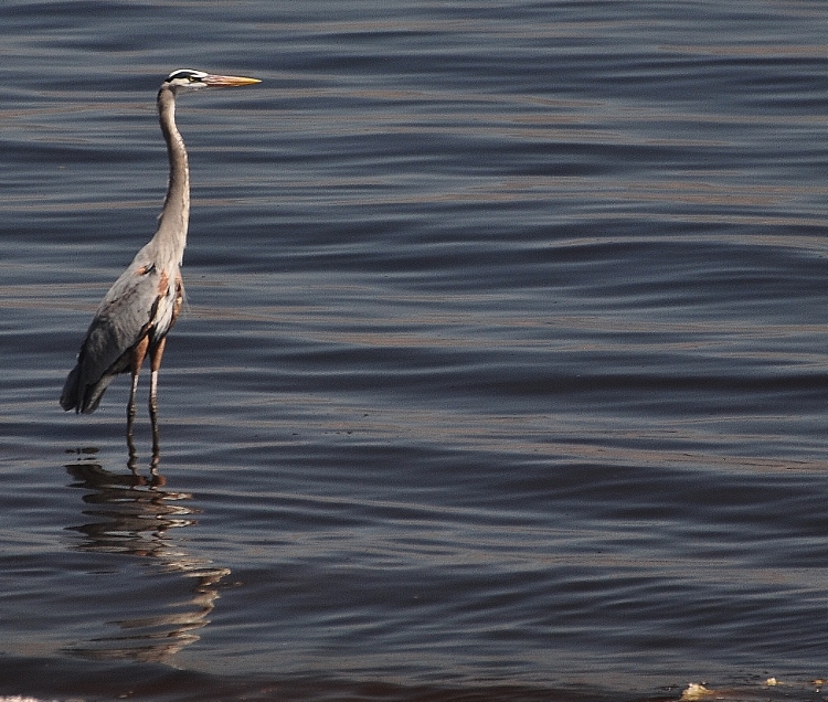great blue heron on water's edge